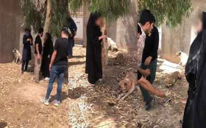 عوامل حواشی اخیر دامشهر قم دستگیر شدند عوامل حواشی اخیر دامشهر قم دستگیر شدند